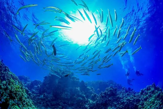 Dahab Blue Hole & Canyon diving trip — photo 13