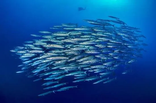 Ras Mohammed diving trip — photo 16