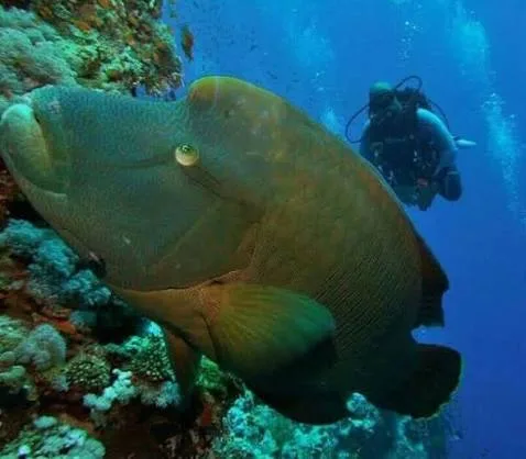 Ras Mohammed diving trip — photo 18