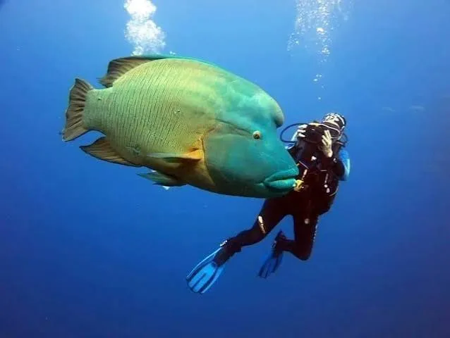 Ras Mohammed diving trip — photo 19