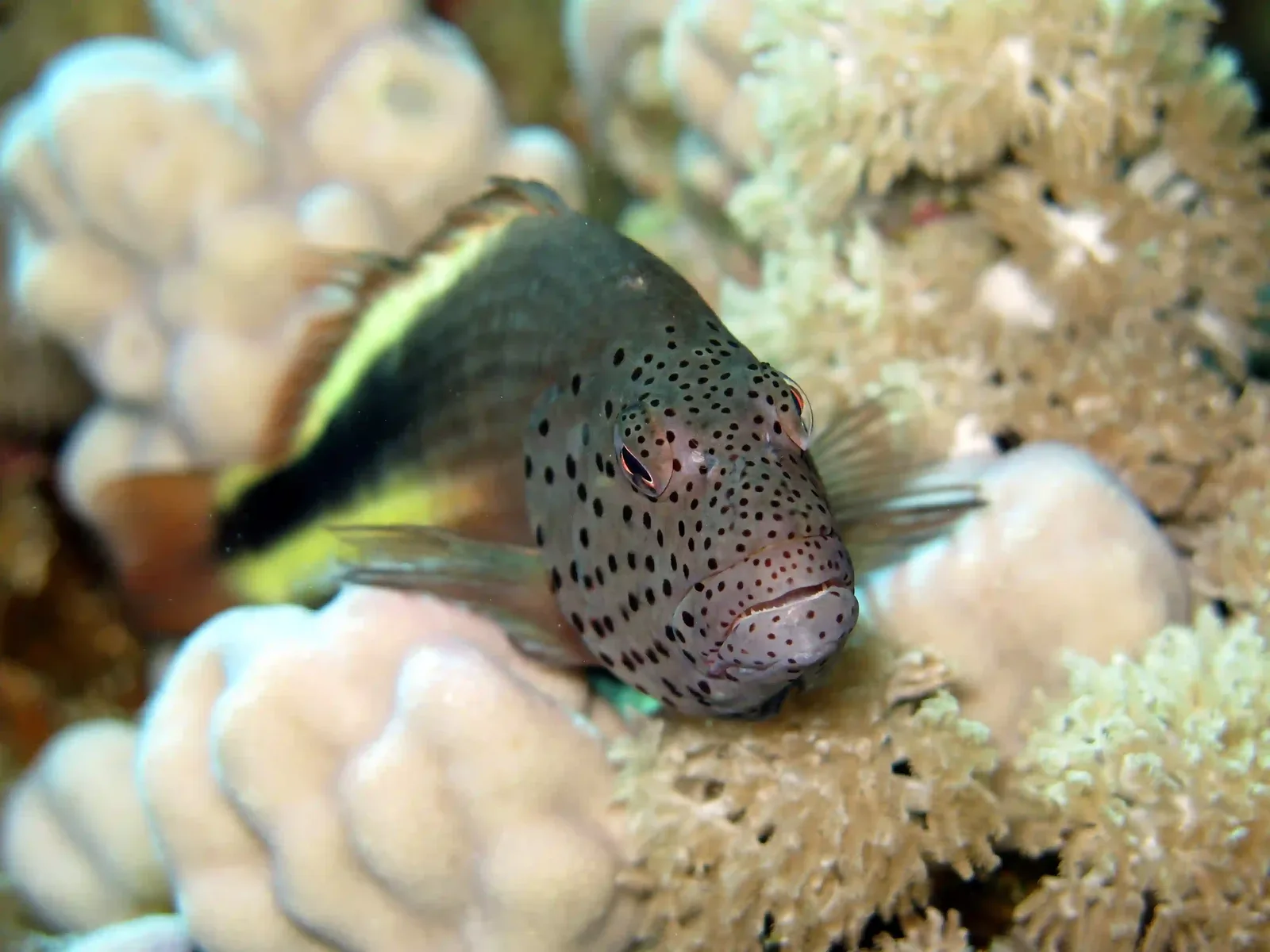 Ras Mohammed diving trip — photo 21