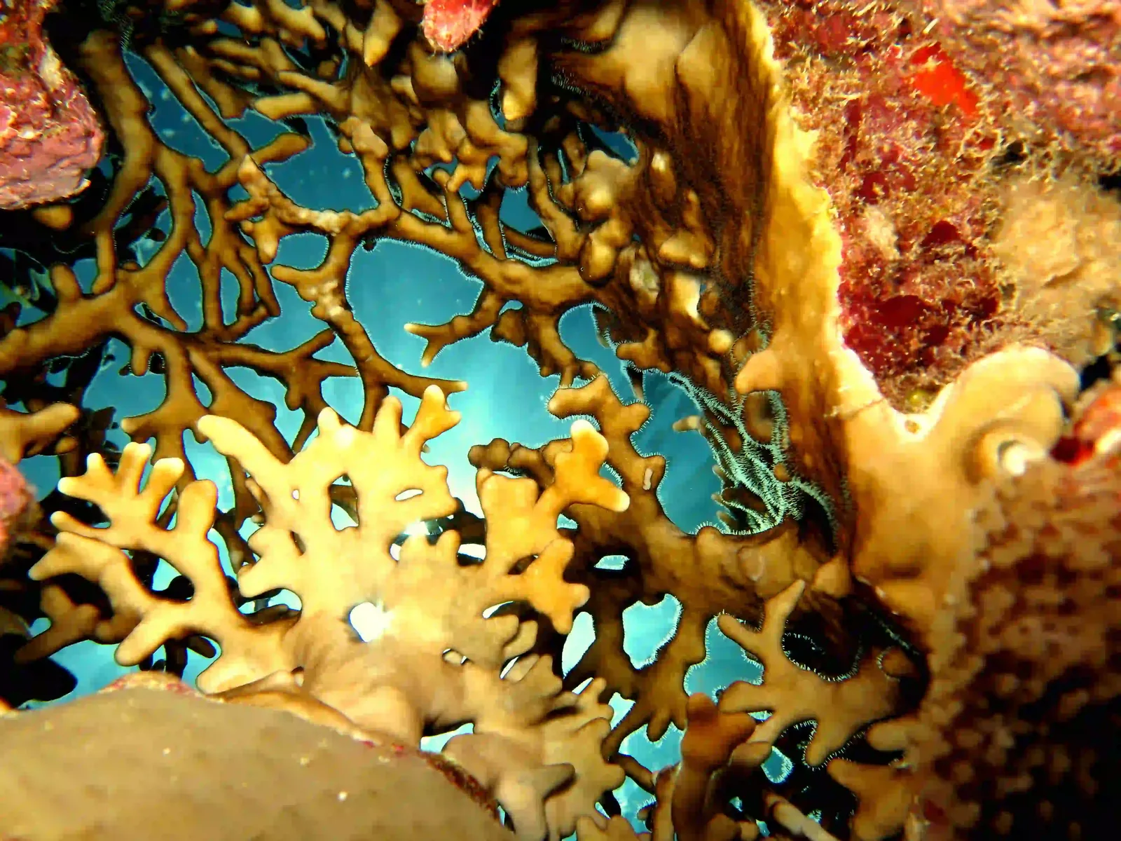Ras Mohammed diving trip — photo 22