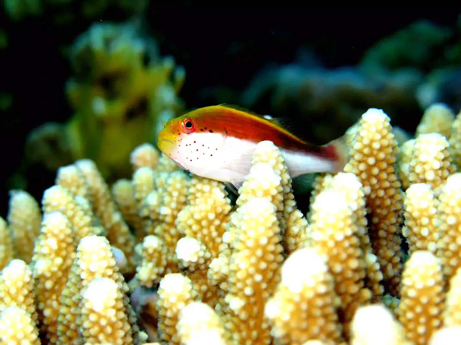 Ras Mohammed diving trip — photo 23