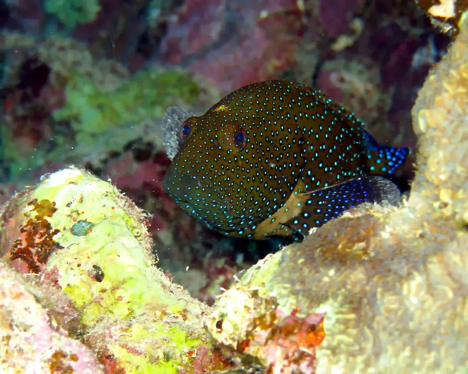 Ras Mohammed diving trip — photo 24