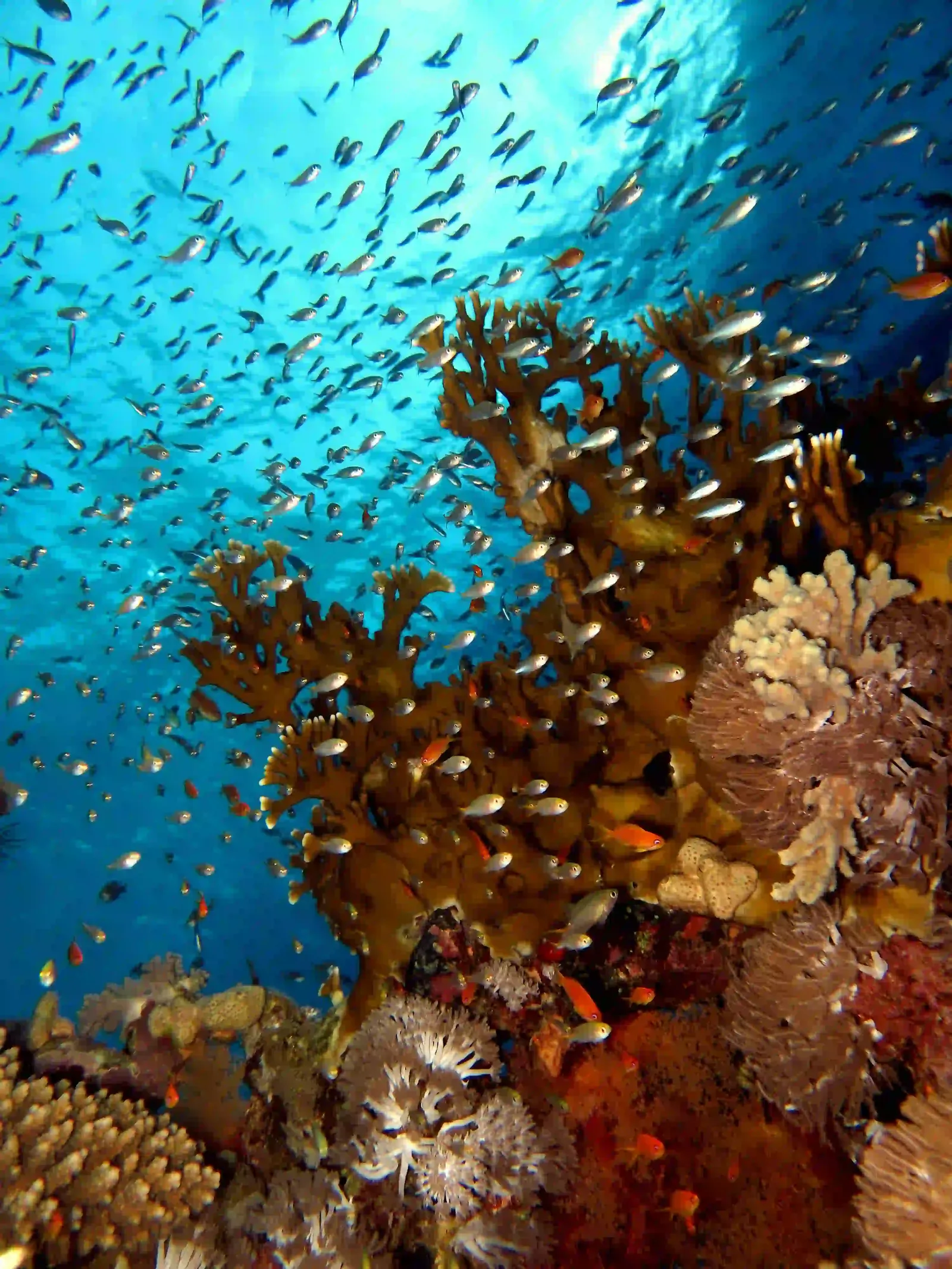 Ras Mohammed diving trip — photo 25
