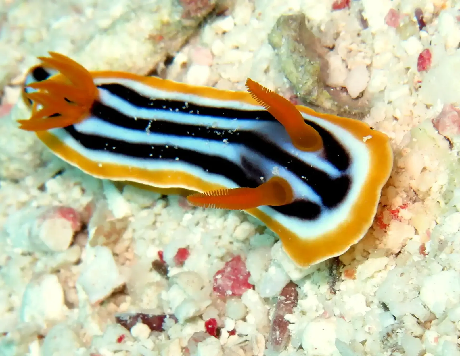 Ras Mohammed diving trip — photo 26