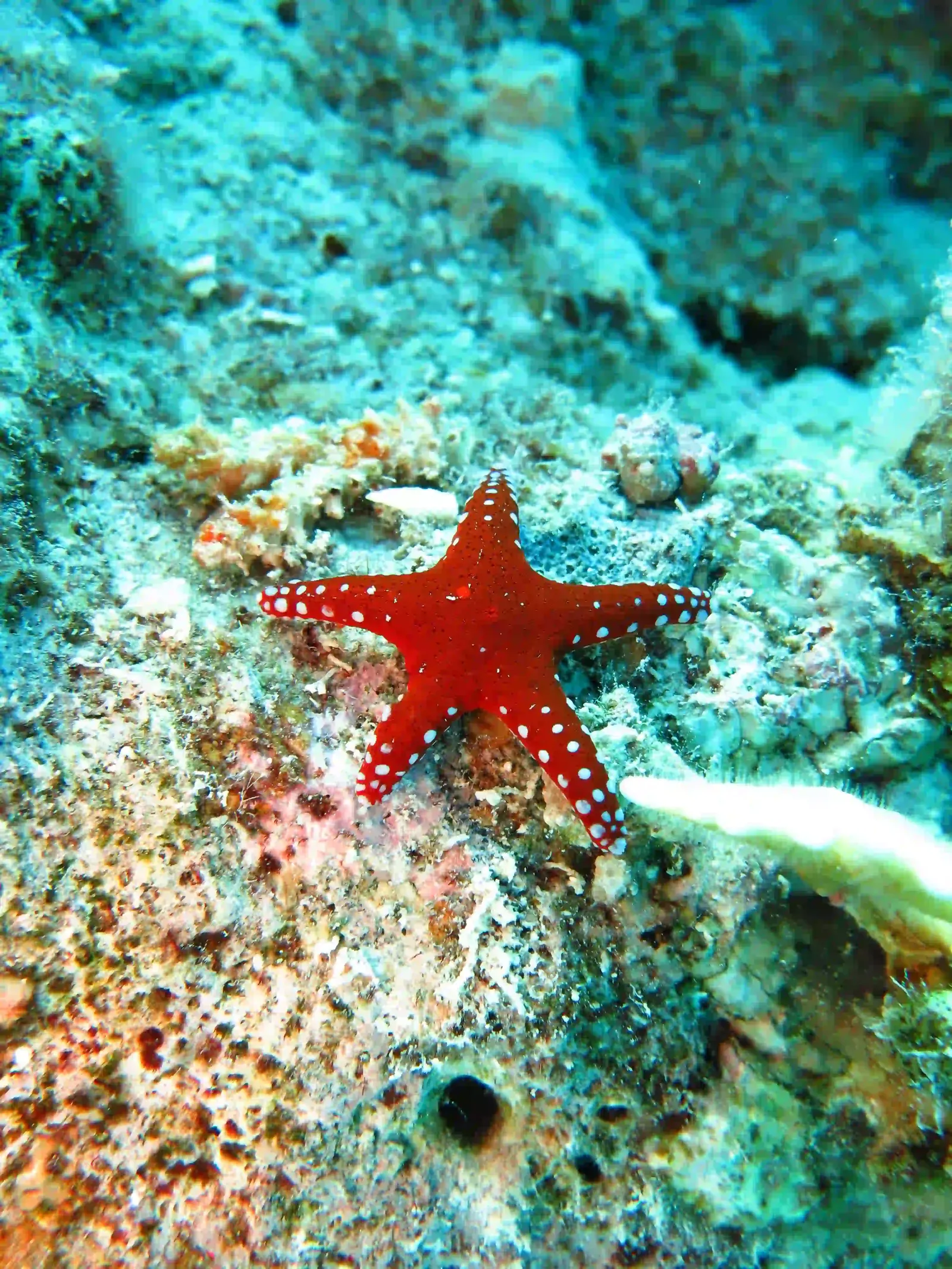 Ras Mohammed diving trip — photo 27