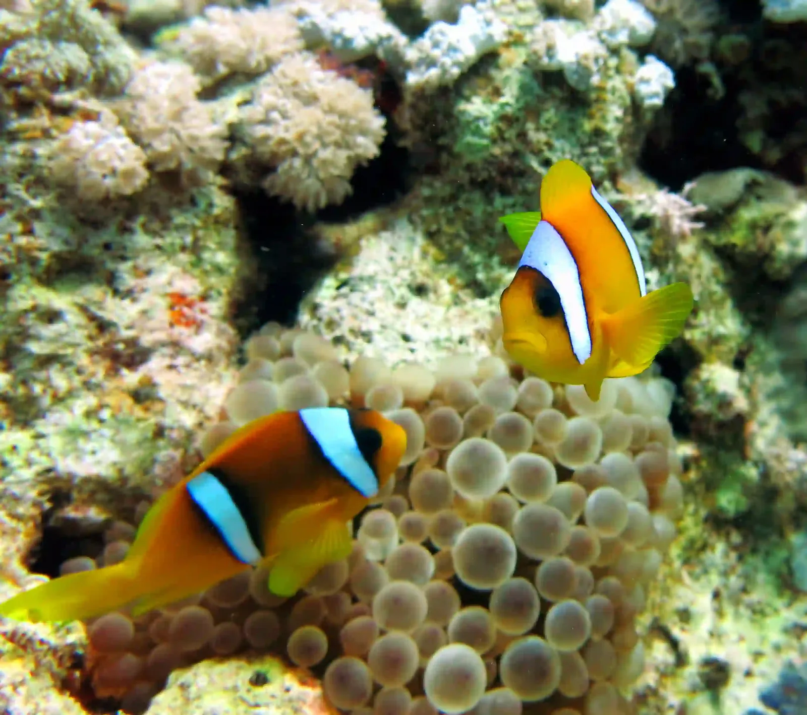 Ras Mohammed diving trip — photo 30