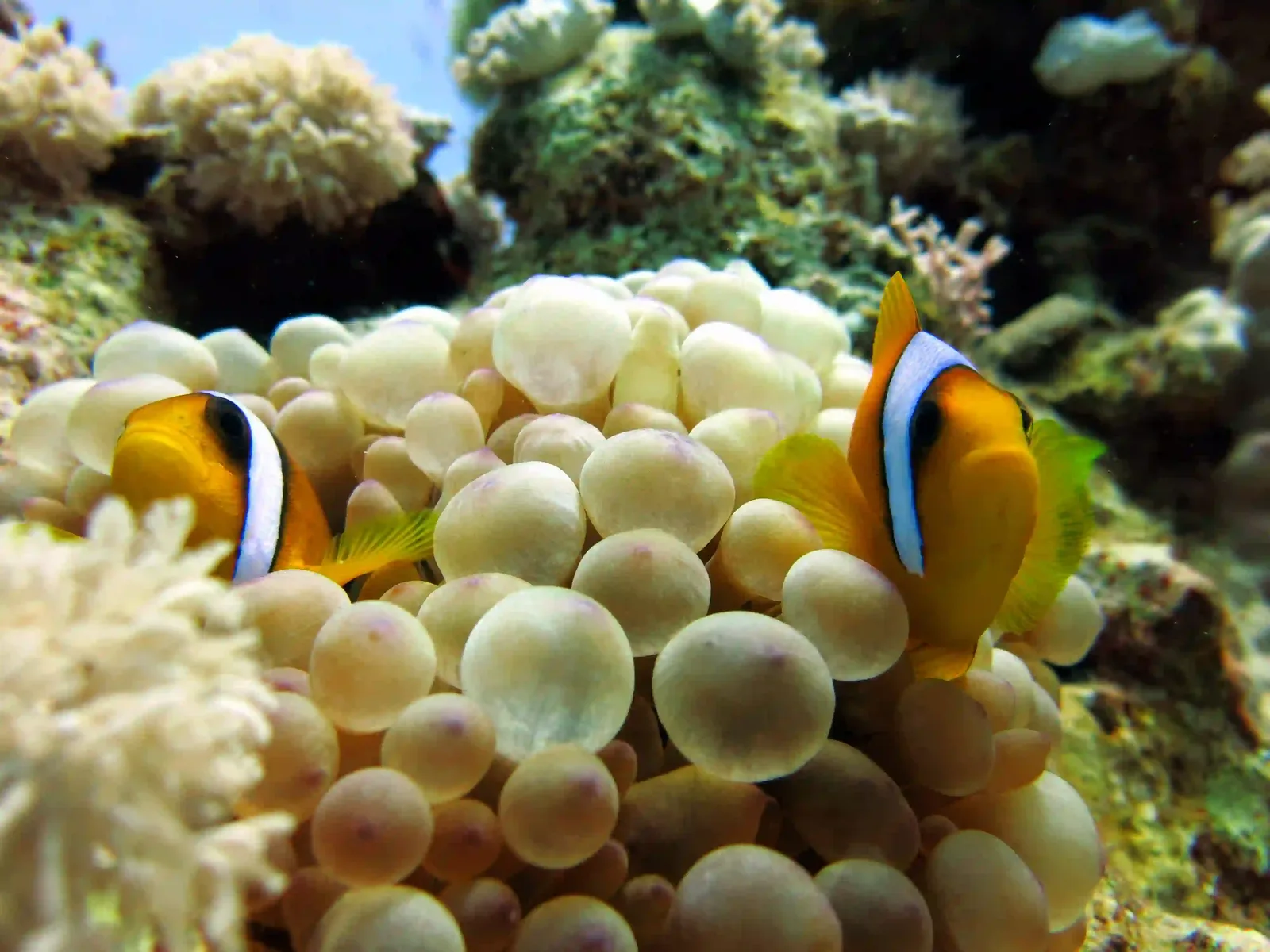 Ras Mohammed diving trip — photo 31