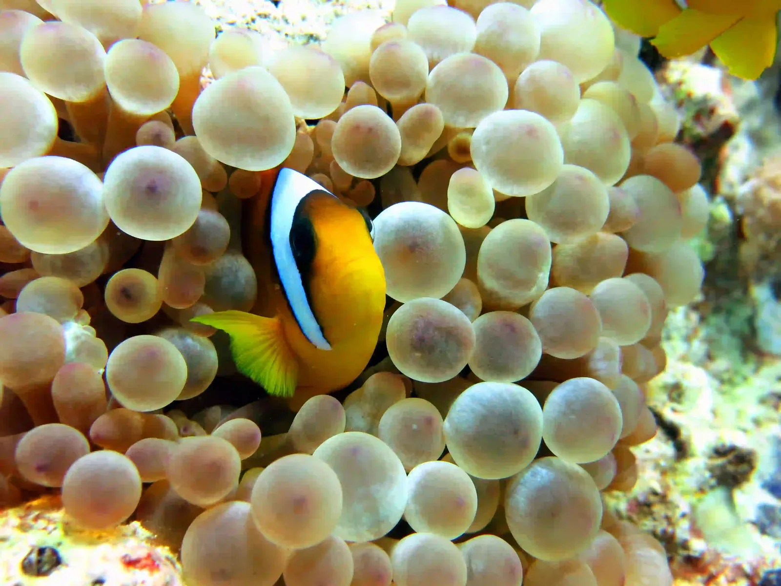 Ras Mohammed diving trip — photo 32