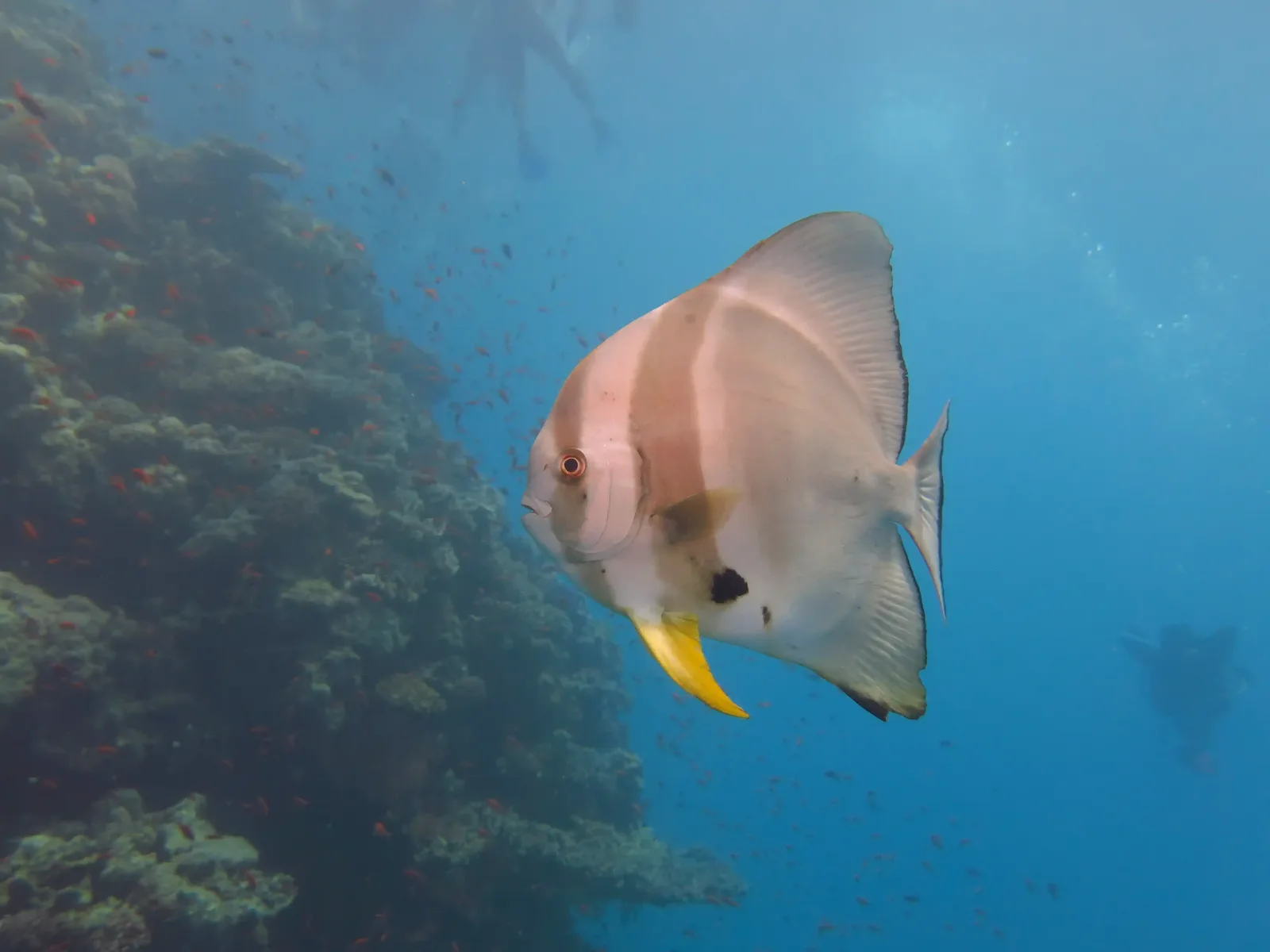 Ras Mohammed diving trip — photo 33