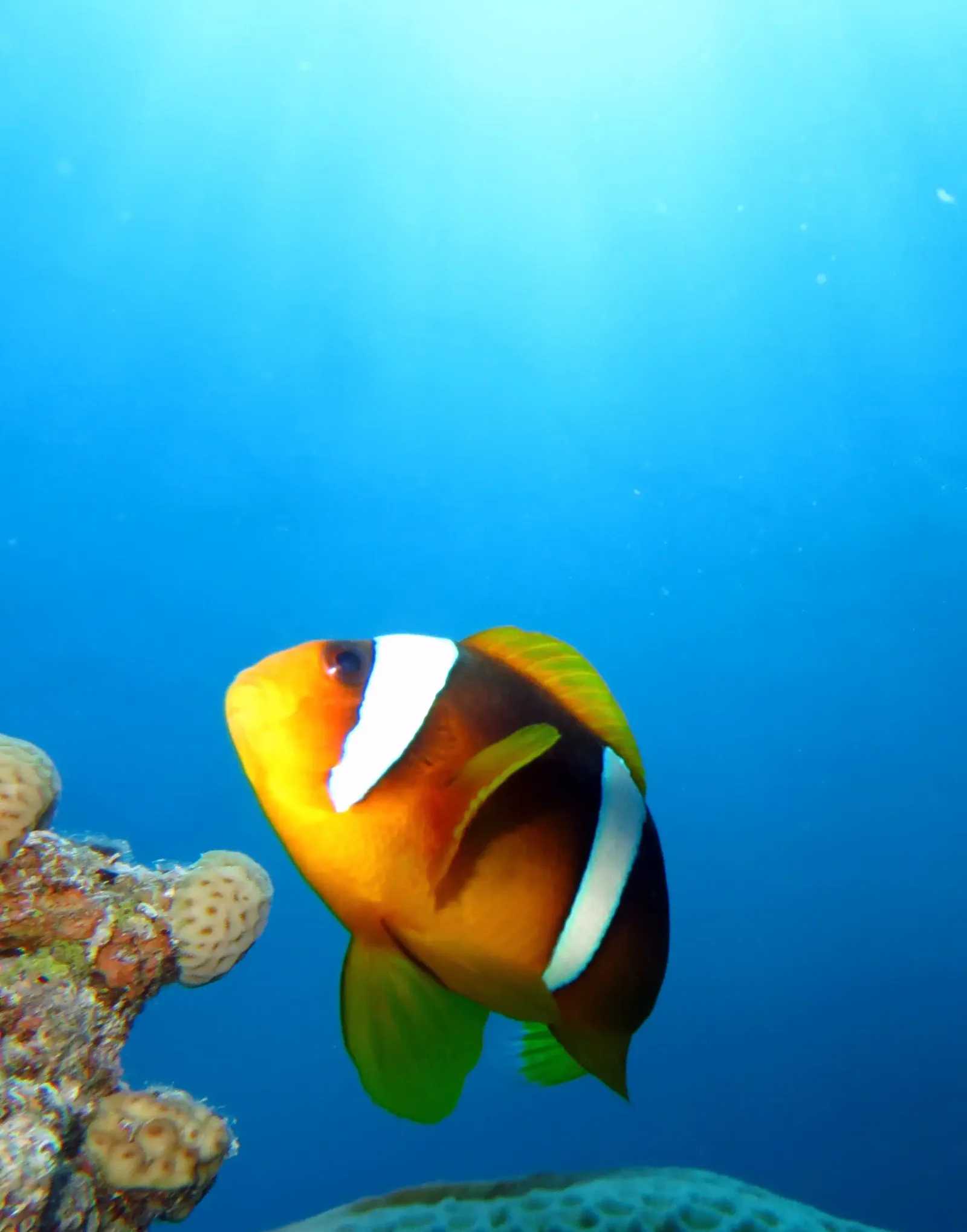 Ras Mohammed diving trip — photo 35