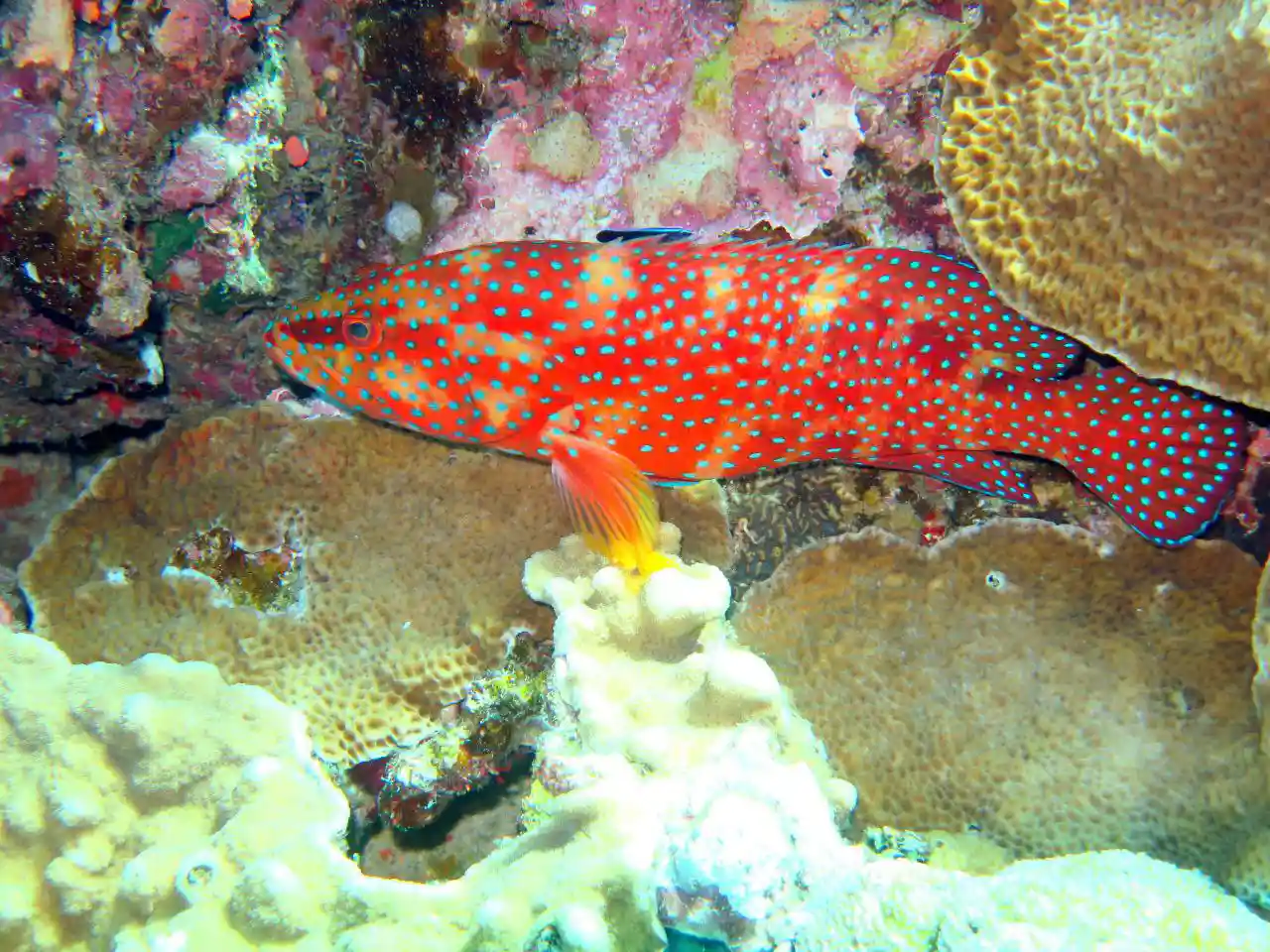 Ras Mohammed diving trip — photo 37