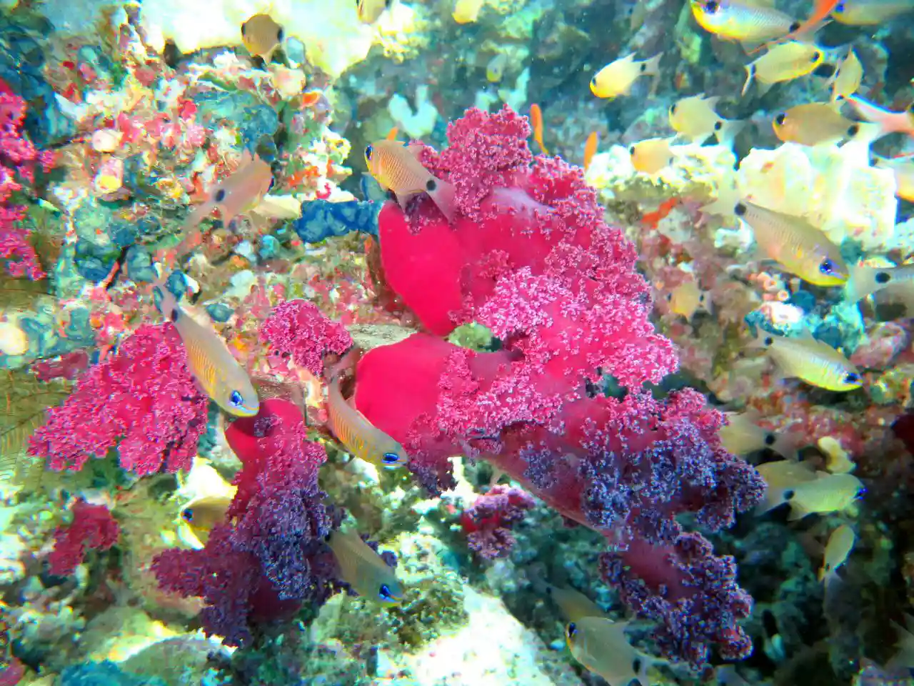 Ras Mohammed diving trip — photo 38