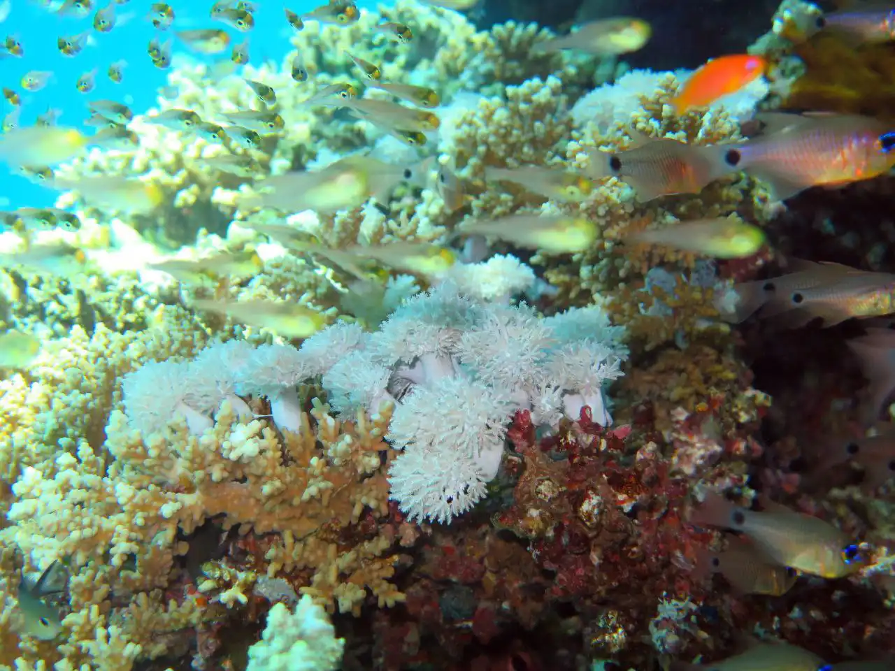 Ras Mohammed diving trip — photo 39