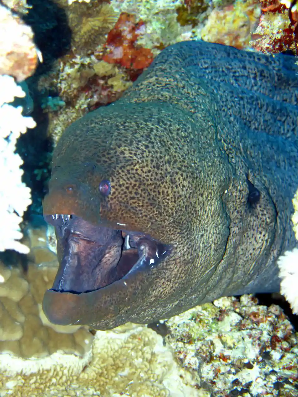 Ras Mohammed diving trip — photo 40