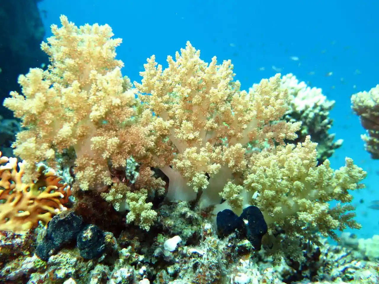 Ras Mohammed diving trip — photo 41