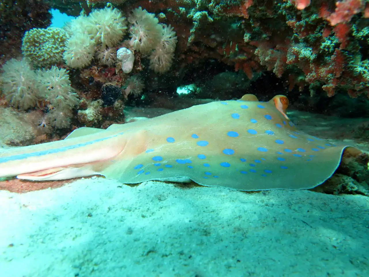 Ras Mohammed diving trip — photo 42