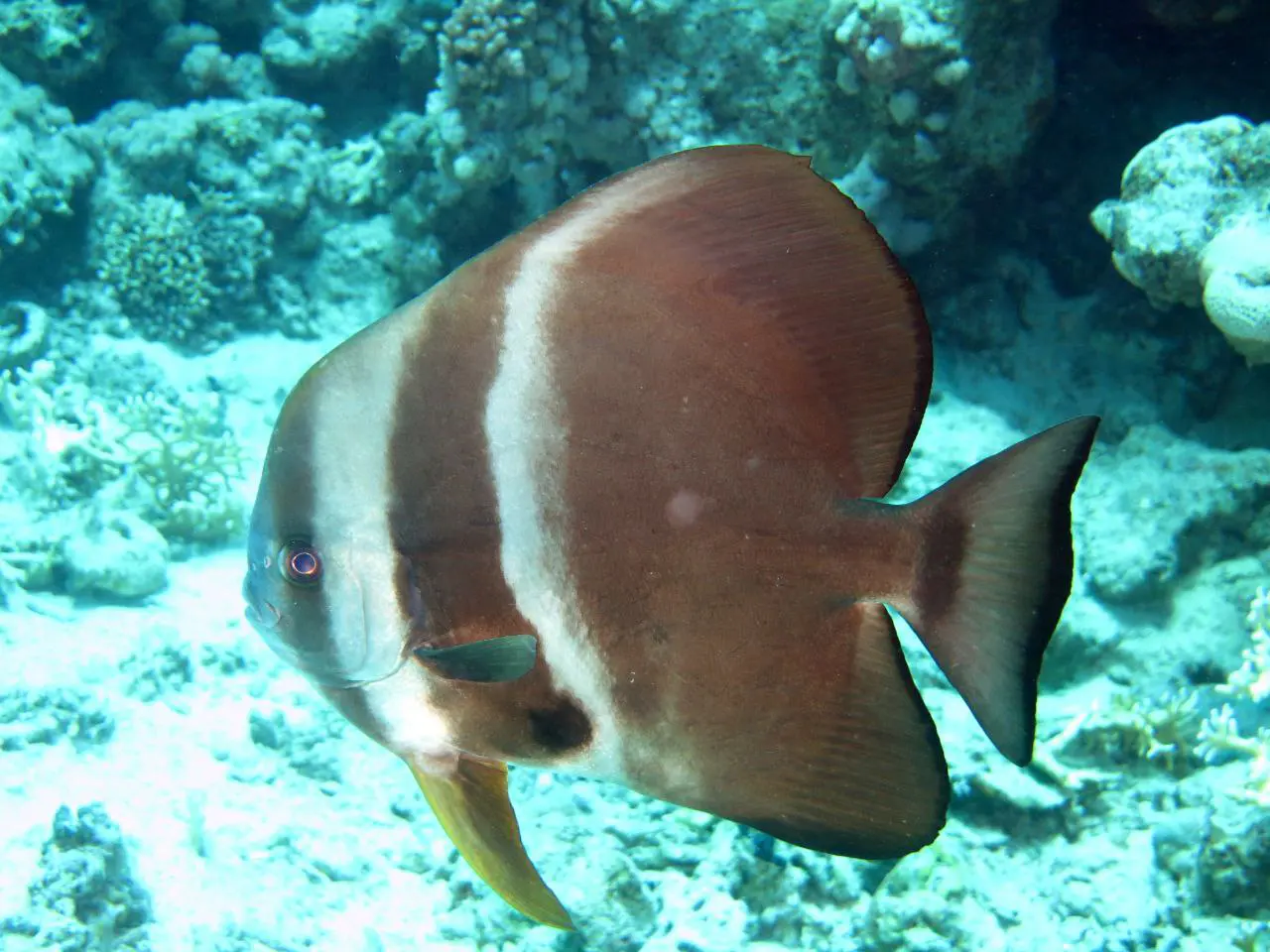 Ras Mohammed diving trip — photo 43