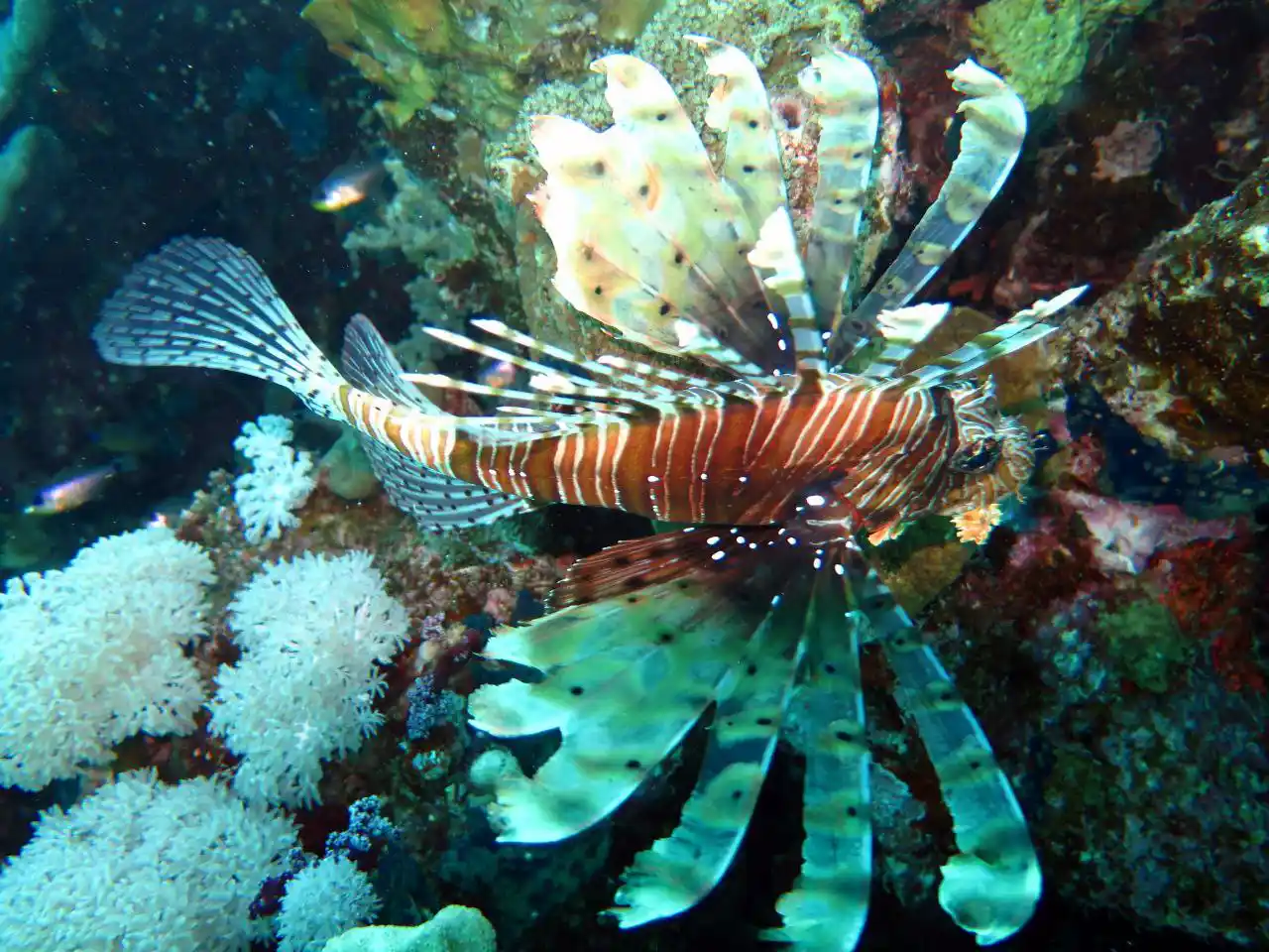 Ras Mohammed diving trip — photo 44