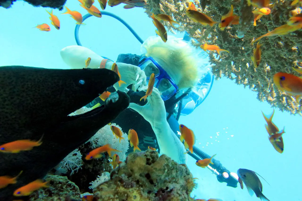 Ras Mohammed diving trip — photo 45