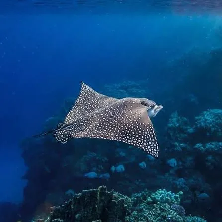 Ras Mohammed diving trip — photo 46