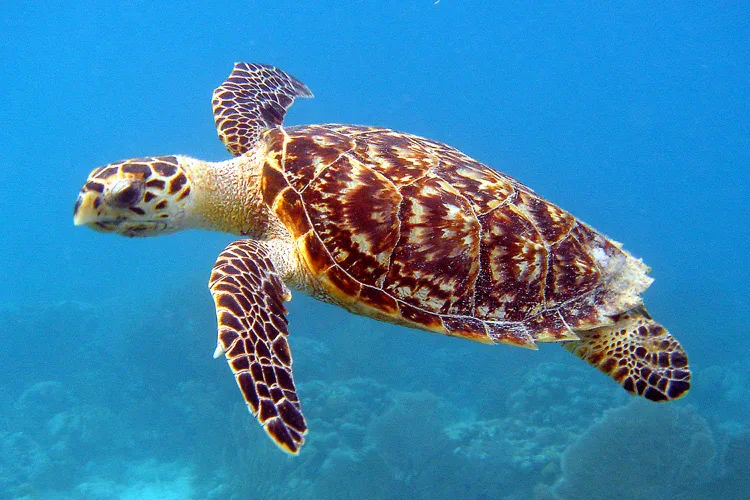 Ras Mohammed diving trip — photo 47