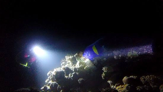 Smiling diver swimming toward the camera with her dive group behind on an Open Water dive