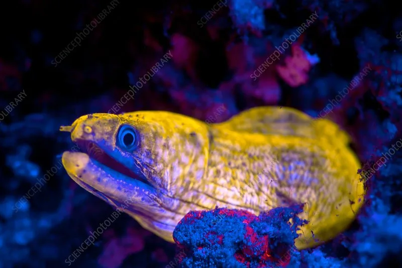 Night dive in Sharm El Sheikh — photo 15