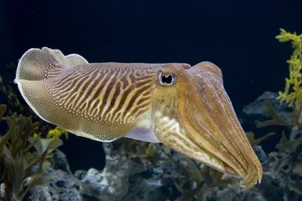 Night dive in Sharm El Sheikh — photo 16
