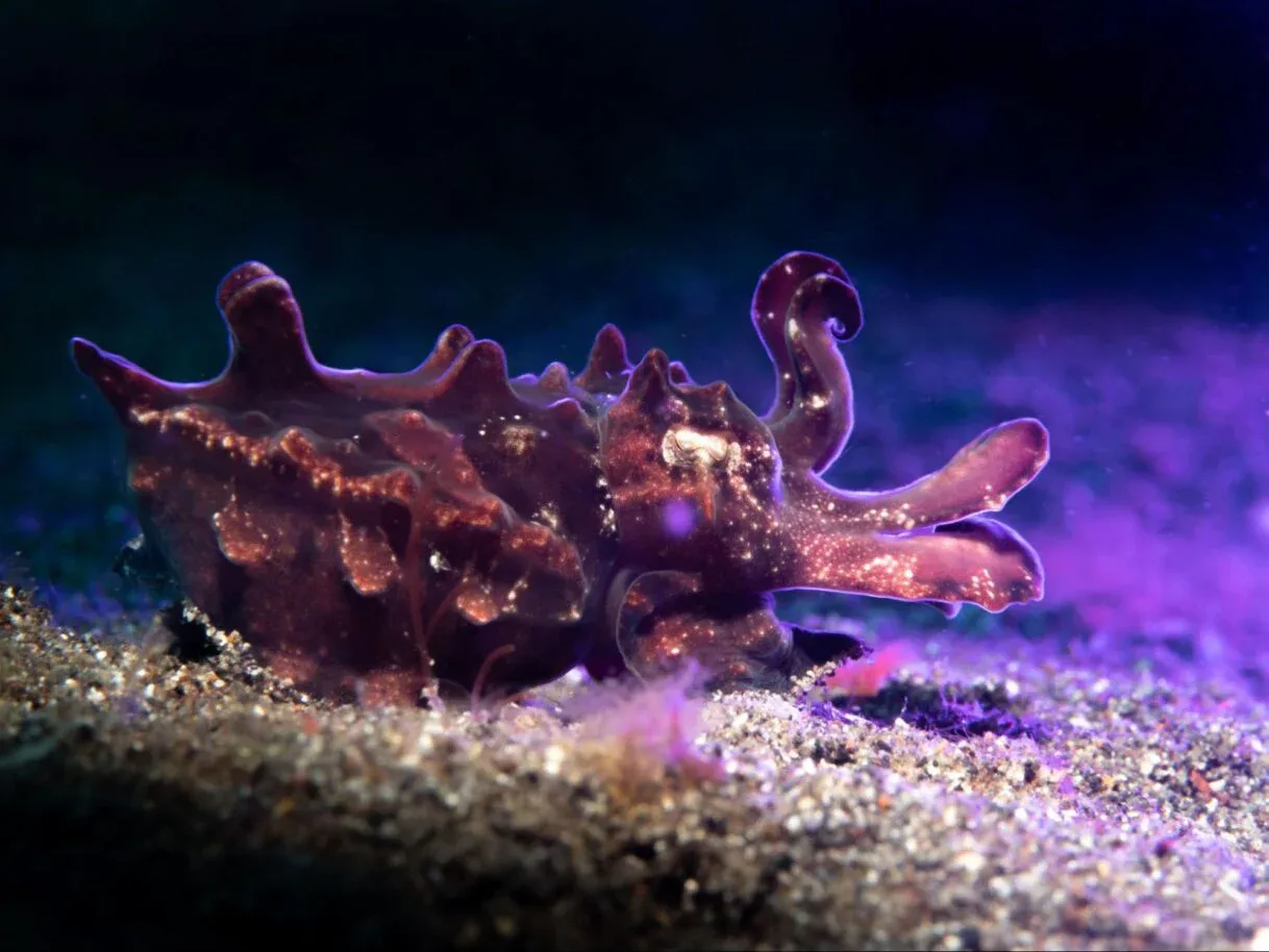 Night dive in Sharm El Sheikh — photo 22