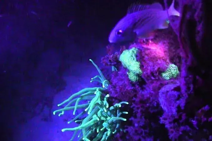 Night dive in Sharm El Sheikh — photo 10