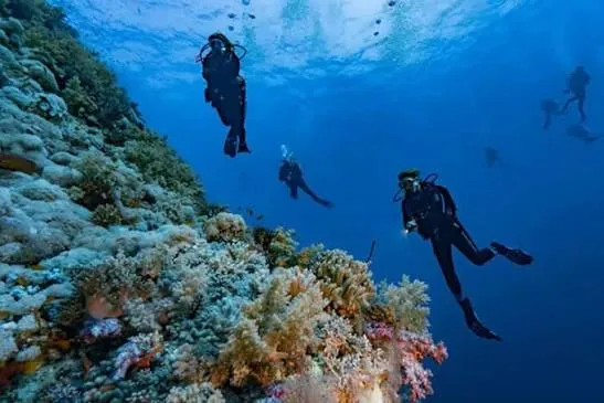 Diver exploring a colourful Red Sea coral reef surrounded by fish