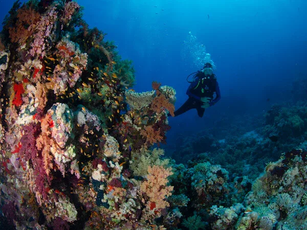 Ras Mohammed Diving by Boat — photo 11
